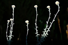 Helichrysum marifolium