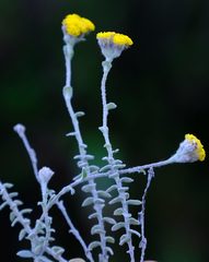 Helichrysum marifolium