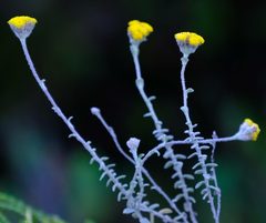 Helichrysum marifolium