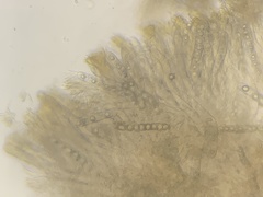 Hydnotrya variiformis