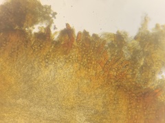 Hydnotrya variiformis