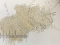 Hydnotrya variiformis