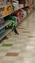 Columba livia domestica