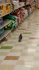 Columba livia domestica