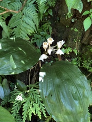 Acanthophippium striatum