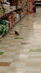 Columba livia domestica