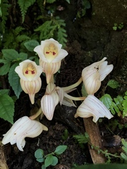 Acanthophippium striatum