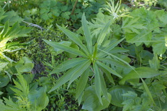Lilium debile