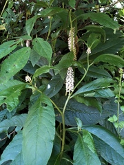 Phytolacca japonica
