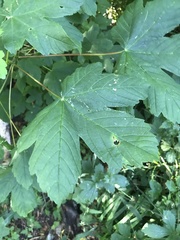 Acer pseudoplatanus