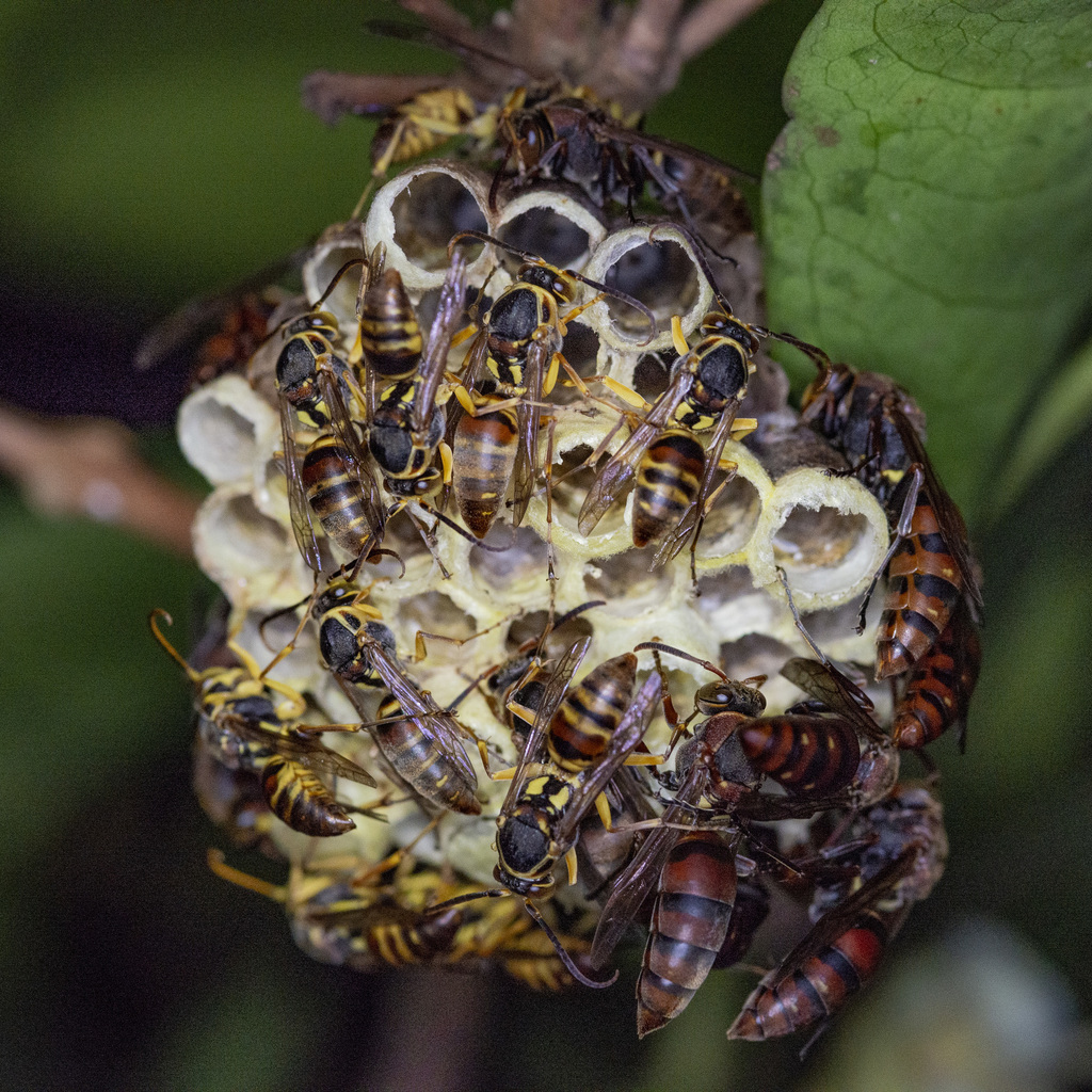 Polistes santoshae
