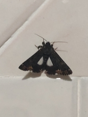 Catephia alchymista