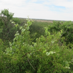 Vitis acerifolia
