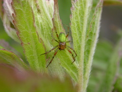 Araniella opisthographa