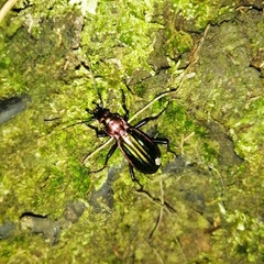 Carabus lineatus lateralis