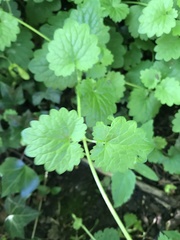 Glechoma hederacea
