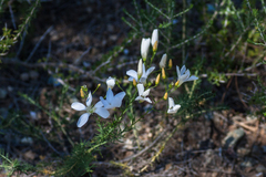 Linum suffruticosum