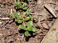 Portulaca oleracea