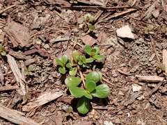 Portulaca oleracea