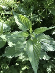 Urtica dioica