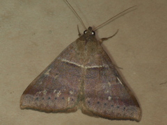 Mocis trifasciata