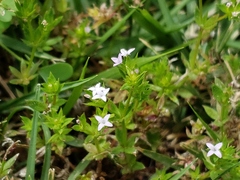 Sherardia arvensis