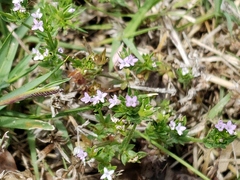 Sherardia arvensis