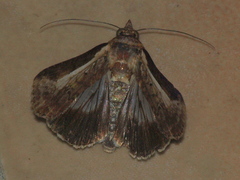 Lophoptera vittigera
