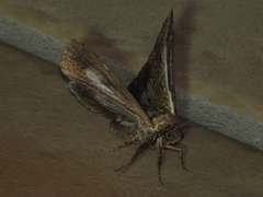 Lophoptera vittigera