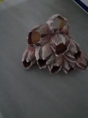 Megabalanus coccopoma