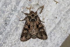 Pachetra sagittigera