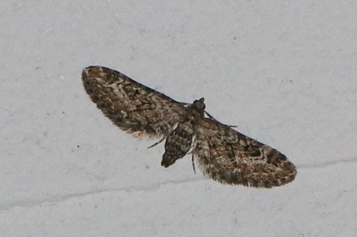 Narrow-winged Pug, Ede, Nederland, photo 4 of 10