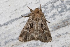 Pachetra sagittigera