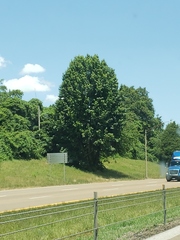 Juniperus virginiana