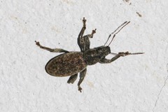 Brachyderes incanus