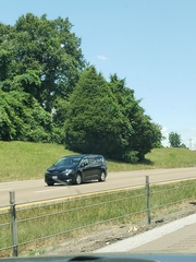 Juniperus virginiana