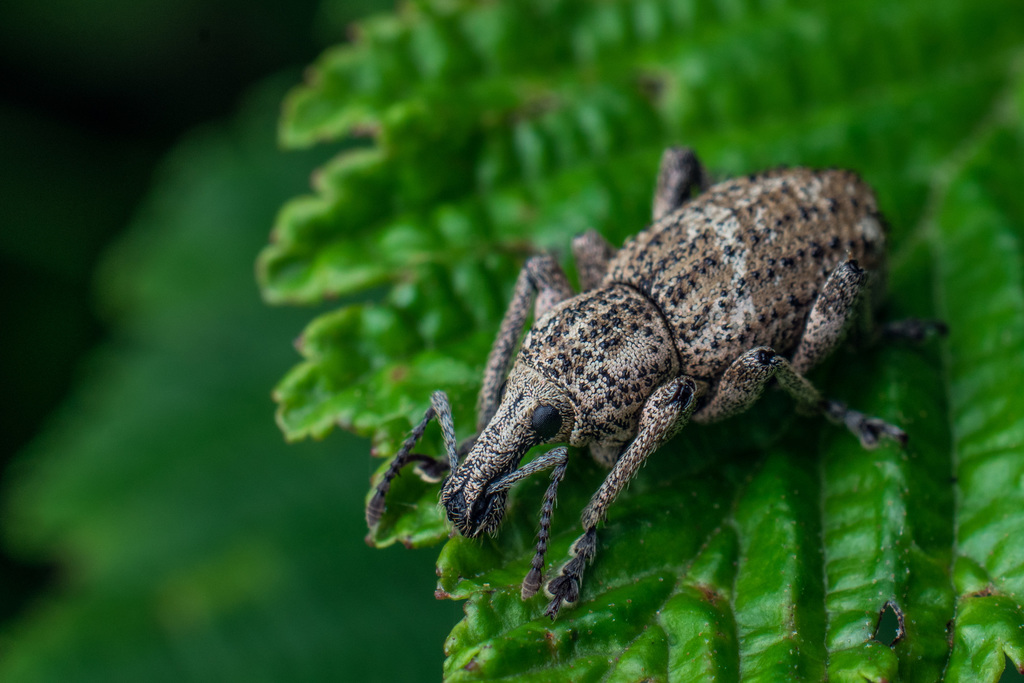Panscopus gemmatus