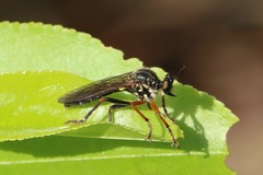 Dioctria rufipes