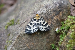 Arichanna melanaria