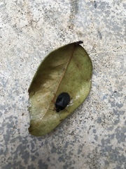 Mecistorhinus tibialis