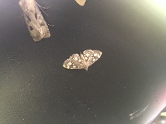 Anania coronata