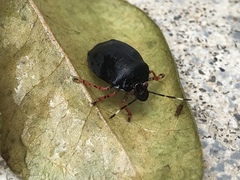 Mecistorhinus tibialis