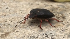 Mecistorhinus tibialis