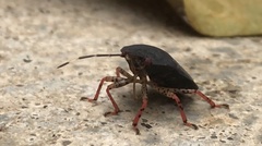 Mecistorhinus tibialis