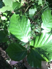 Fagus sylvatica