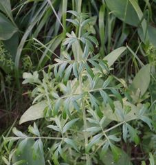 Silphiodaucus prutenicus