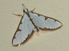 Cirrhochrista aetherialis