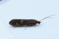 Neureclipsis bimaculata