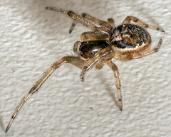 Zygiella x-notata