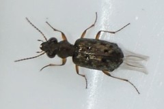 Asaphidion